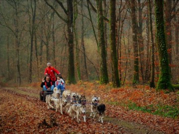 Sled dog ride