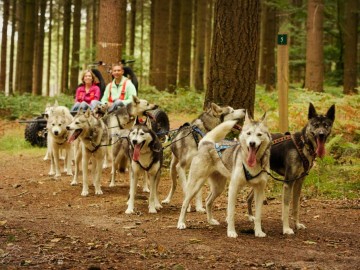 Sled dog ride