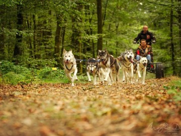 Sled dog ride