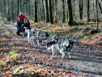 Sled dog ride