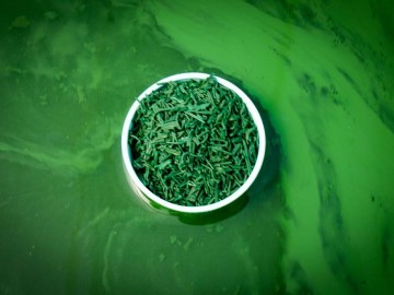 La Cabane à Spiruline