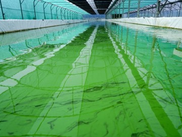 La Cabane à Spiruline