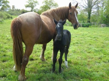 LE HARAS DE LA COTE