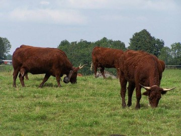 Parc Naturel Régional de Brière