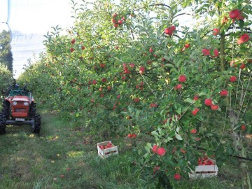 Jardin des Hespérides