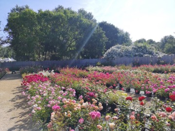 Floriane DITTIERE •Les Chemins de la Rose