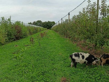 Vergers de la Petite-Rainette