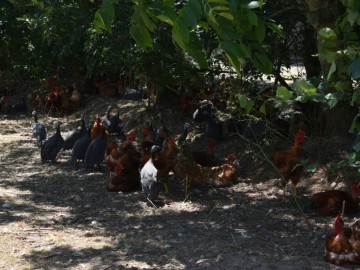 © Communauté de Communes du Pays de la Châtaigneraie