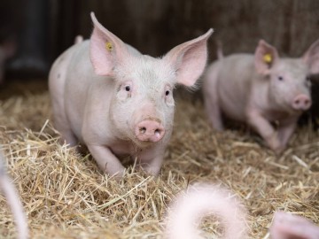 Ferme l'Indomptable