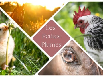 Ferme des Petites Plumes