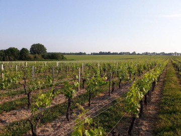 © Domaine de la Vrignaie