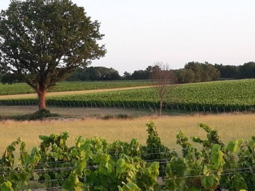 © Domaine de la Vrignaie