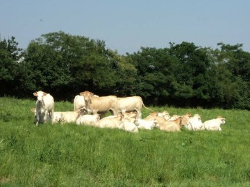 gaec le bois bertrand