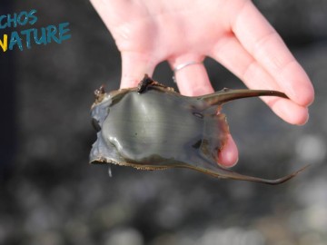 Chasse aux trésors sur la plage Le 23 oct 2024