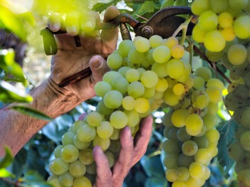 Journee Vendanges - Domaine Landron Chartier Le 28 sept 2024