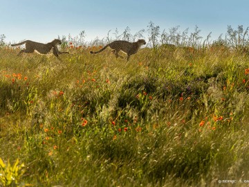 Bioparc - S. Gaudard