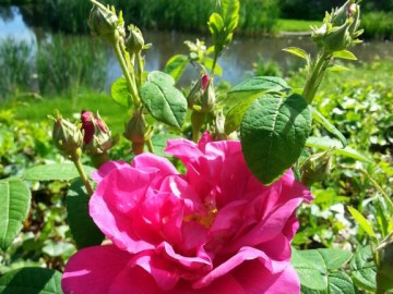 Atelier parfumerie au Jardin Camifolia