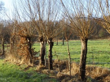 ©association  française d'Agroforesterie