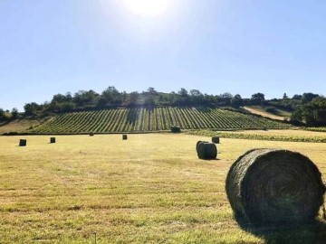 ©DOMAINE DES COTEAUX BLANCS