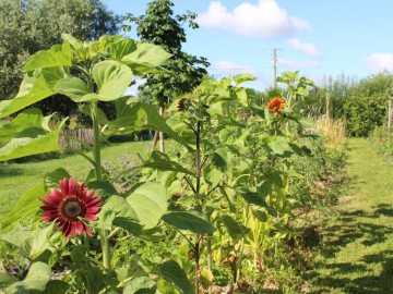 Le Petit Gîte dans notre Jardin Bonchamp