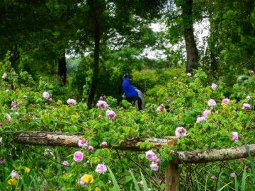 Les Chemins de la Rose - C. Poulin