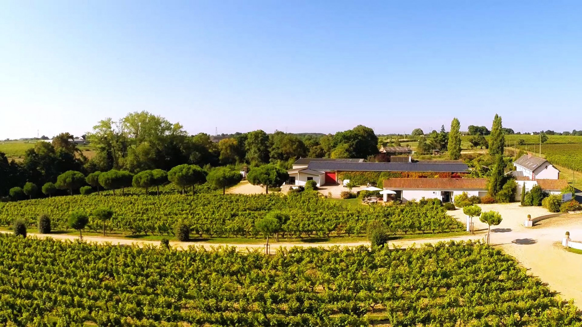 Mangez dans les vignes à La Table de la Bergerie !  Vignoble et