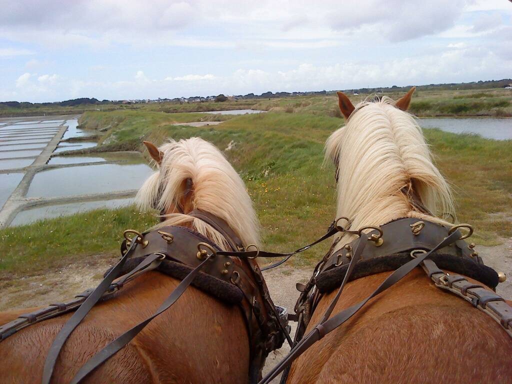 Centre equestre Les Chevaux de Congor -visites en caleche des marais:  Autour du cheval France, Pays de la Loire