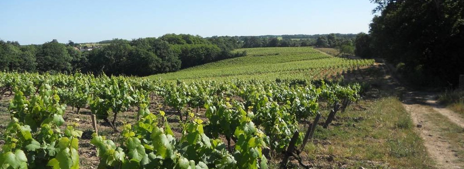 DOMAINE DE LA PAPINIERE