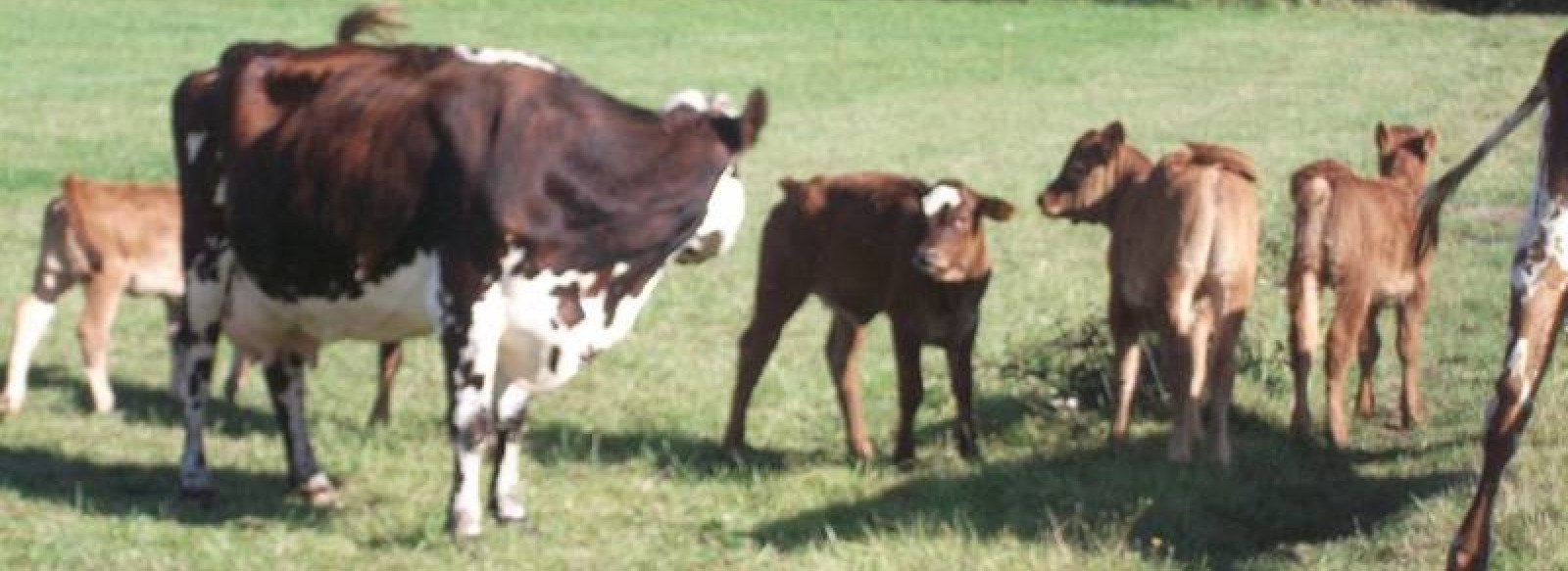 La Ferme de la Chataigneraie