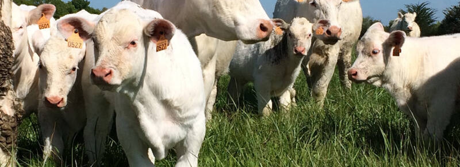 Boeuf de la Guillauminerie