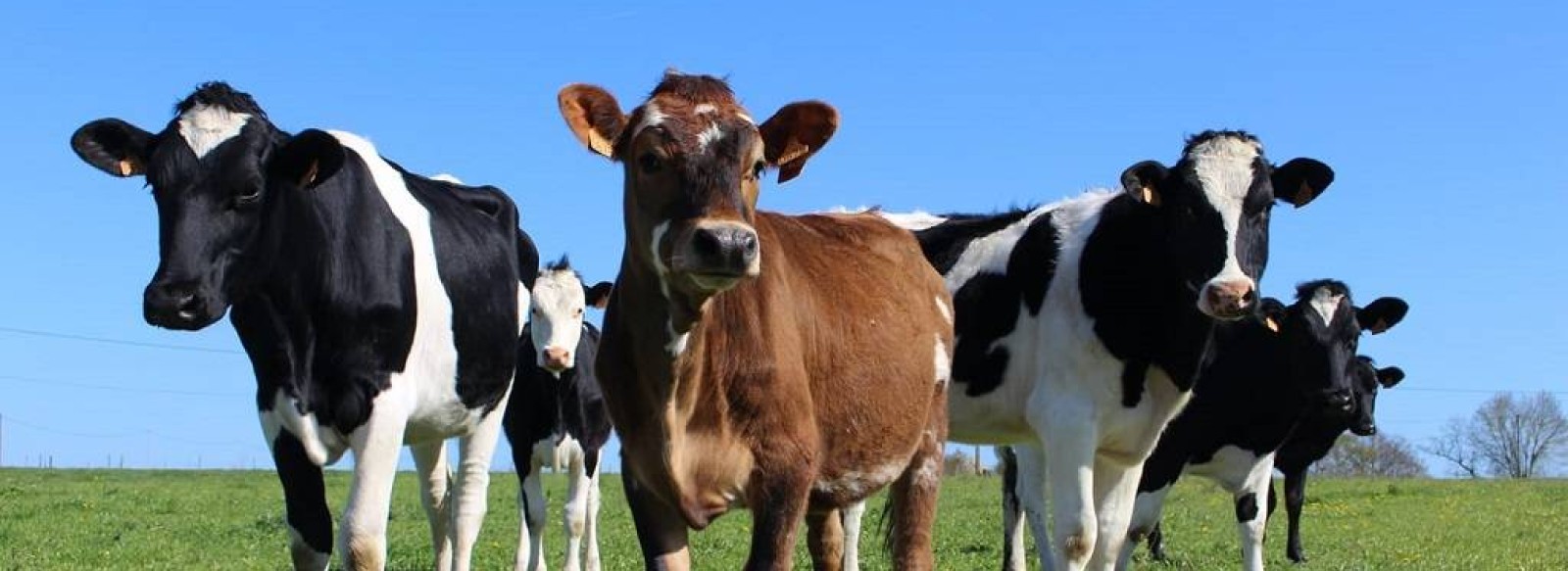 LA FERME DES PRES D'OREE