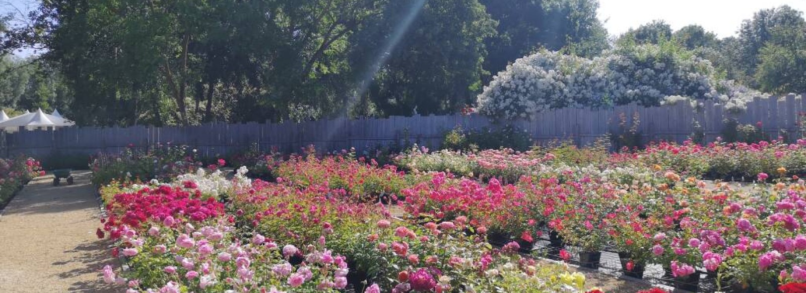 Les chemins de la rose : production de rosiers et produits autour de la rose