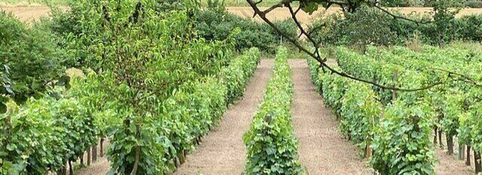 Conference - La vigne au Pays de Guerande