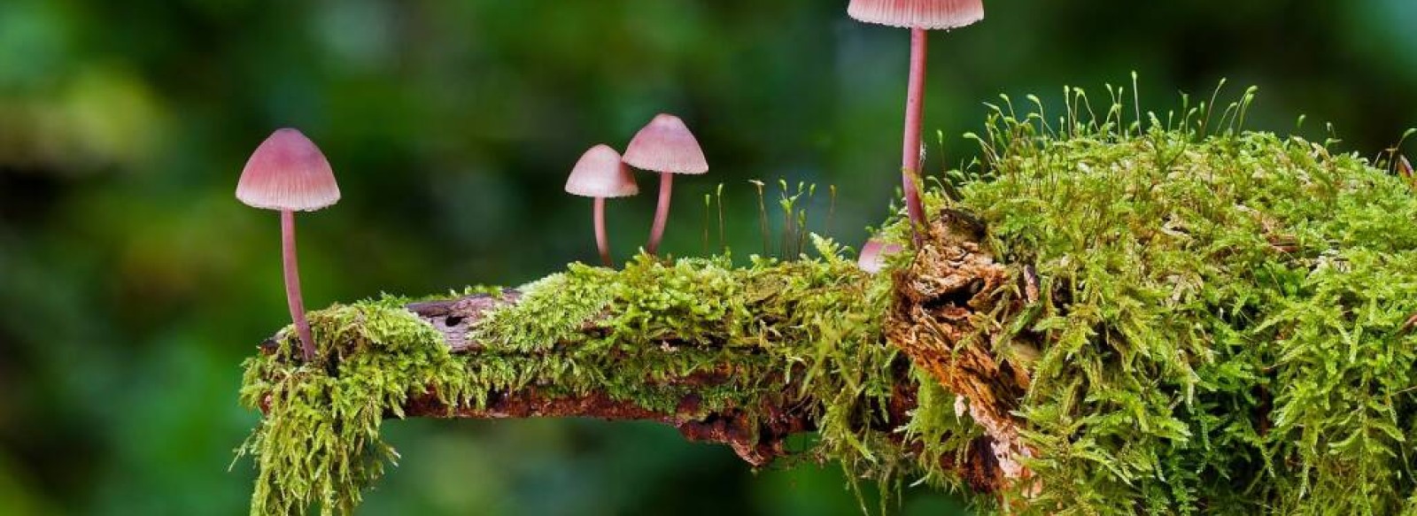 C'EST LA SAISON DES CHAMPIGNONS