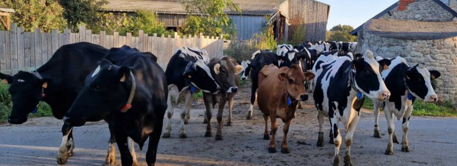 Visite guidee de la ferme