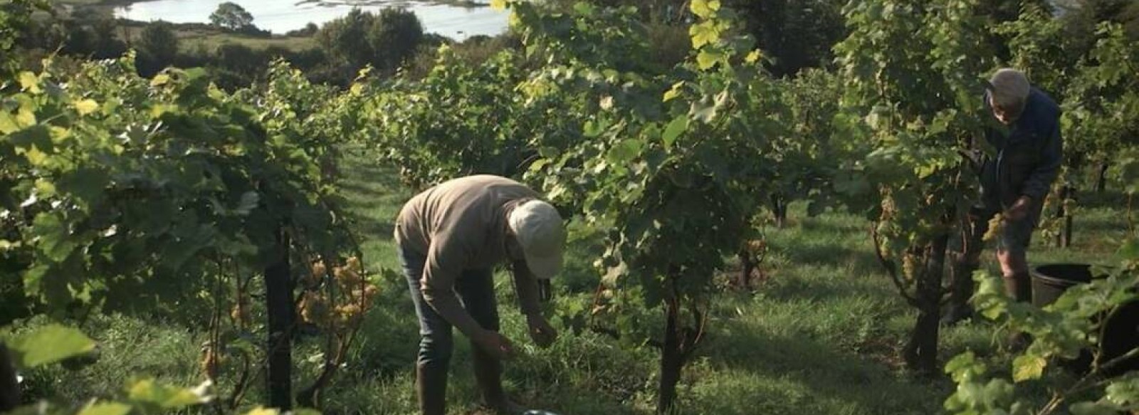 VENDANGES EN UTOPIE