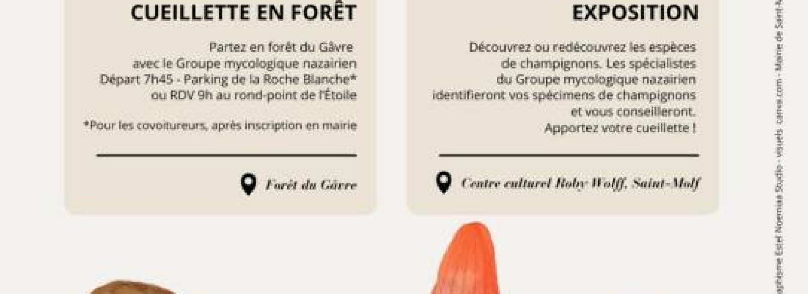 Week-end Champignons : l'exposition - Saveurs d'Octobre