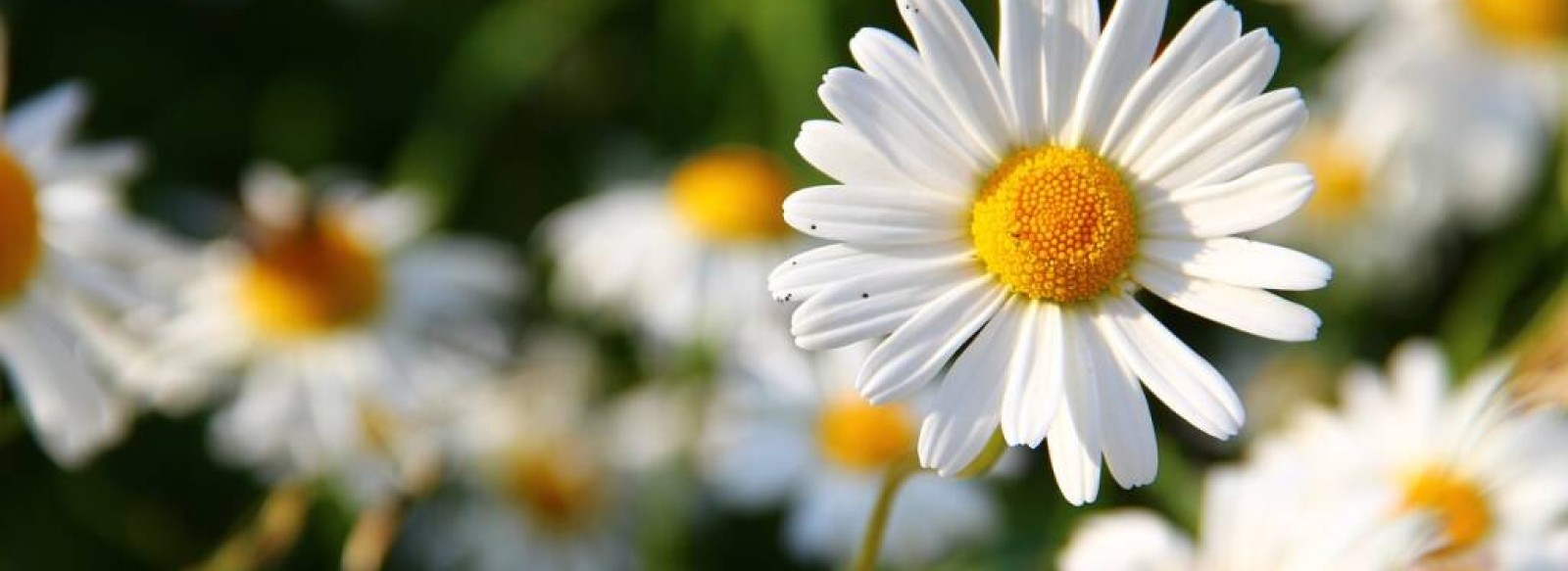 CONFERENCE : INVITER LA FLORE SAUVAGE AU JARDIN