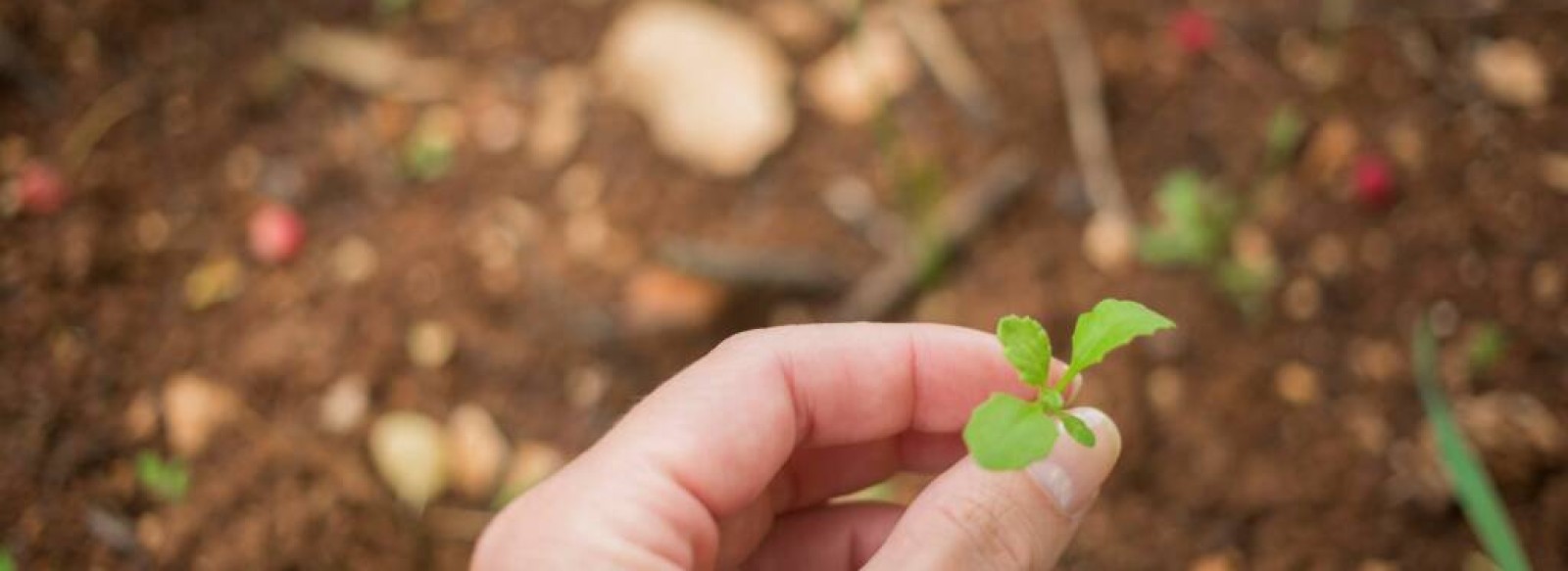 Troc' Plantes a La Plaine-sur-Mer