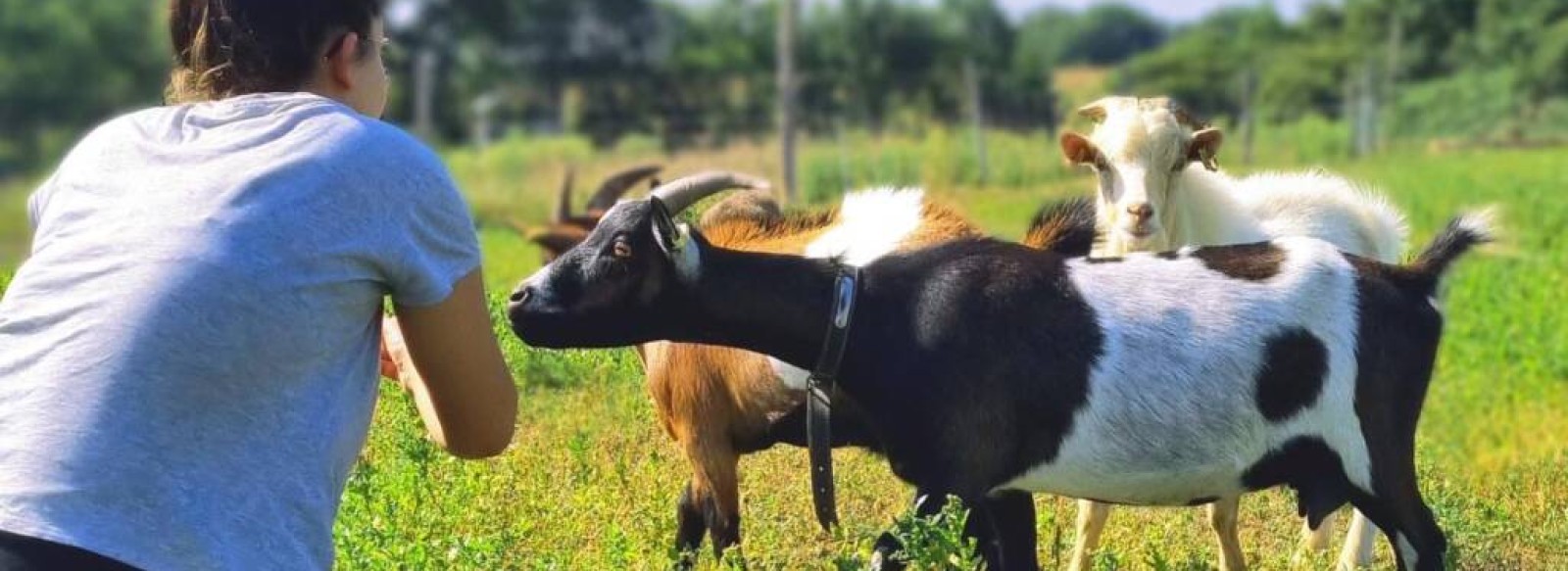 Visite a la ferme : et si j'etais agriculteur ?