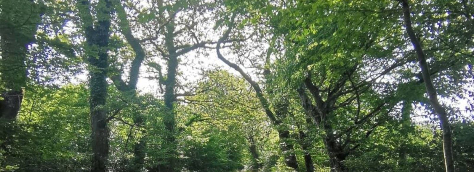 JOURNEES EUROPEENNES DU PATRIMOINE - VISITE GUIDEE "DECOUVRIR LE BOIS DU FENESTREAU" - COMPLET