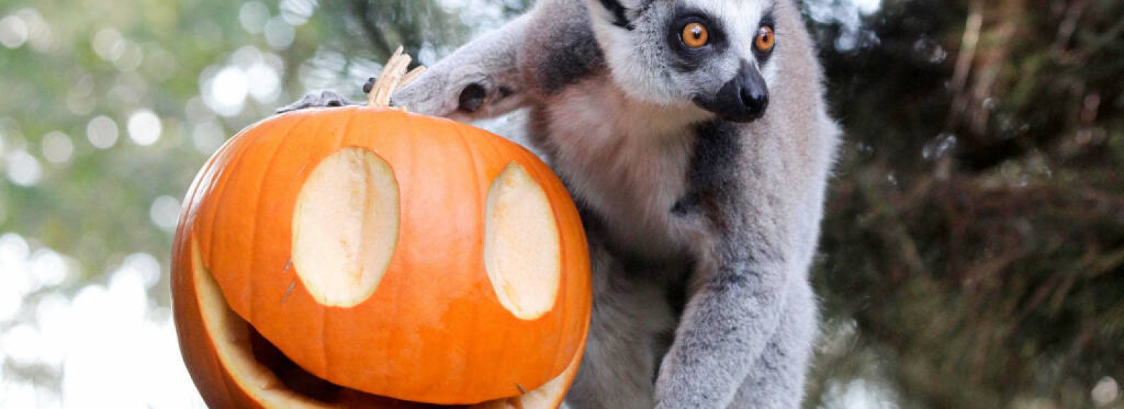 Halloween au Zoo