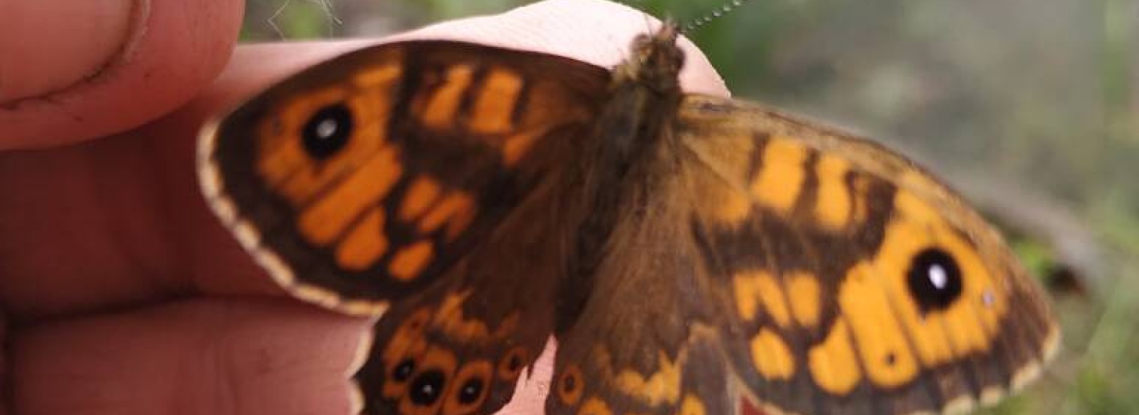 LES LANDES VIVANTES : ATELIER DECOUVRIR LE JARDINAGE BIOLOGIQUE