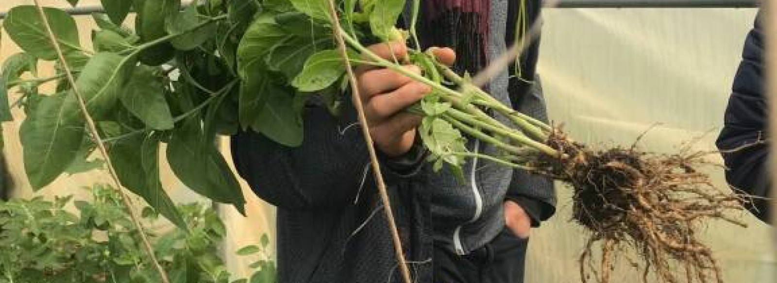 ATELIER SUR LES PLANTES