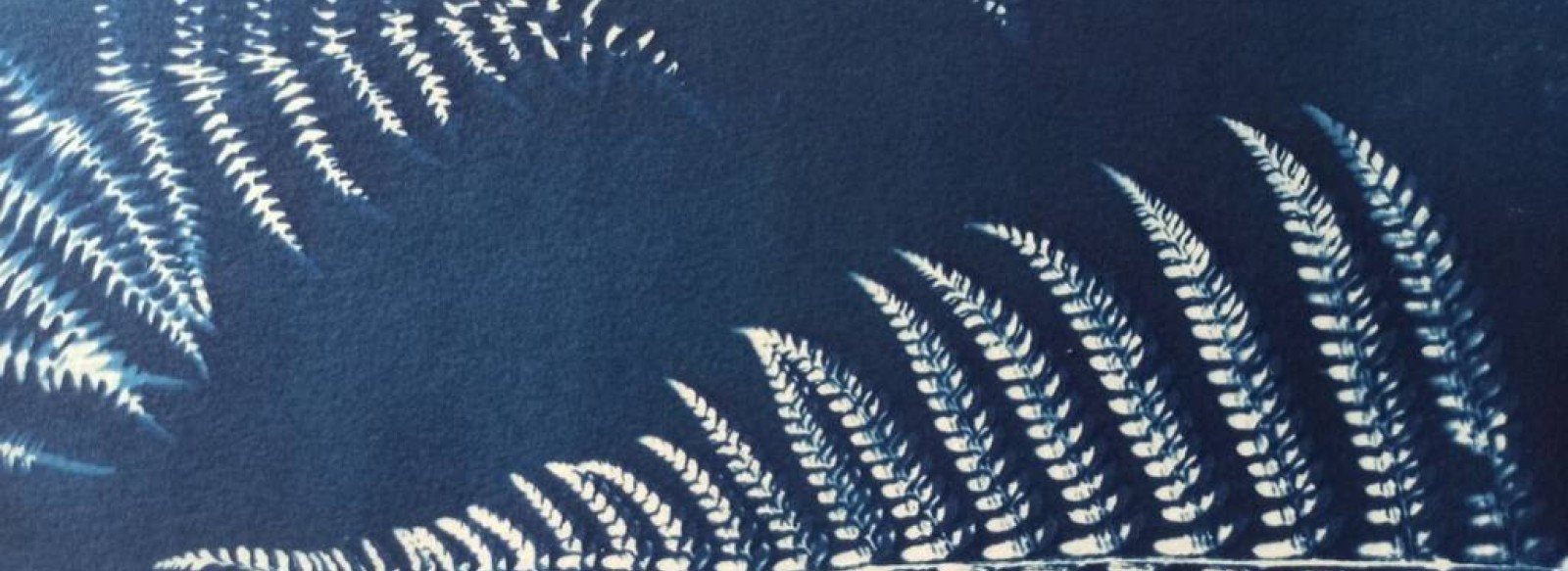 EXPOSITION DE CYANOTYPES << HERBES FOLLES, POUR L'AMOUR DU BLEU ET DE LA NATURE >>,