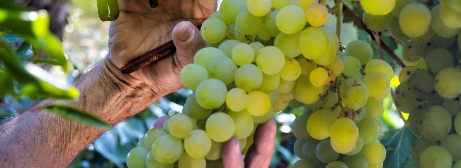 Journee Vendanges - Domaine Landron Chartier