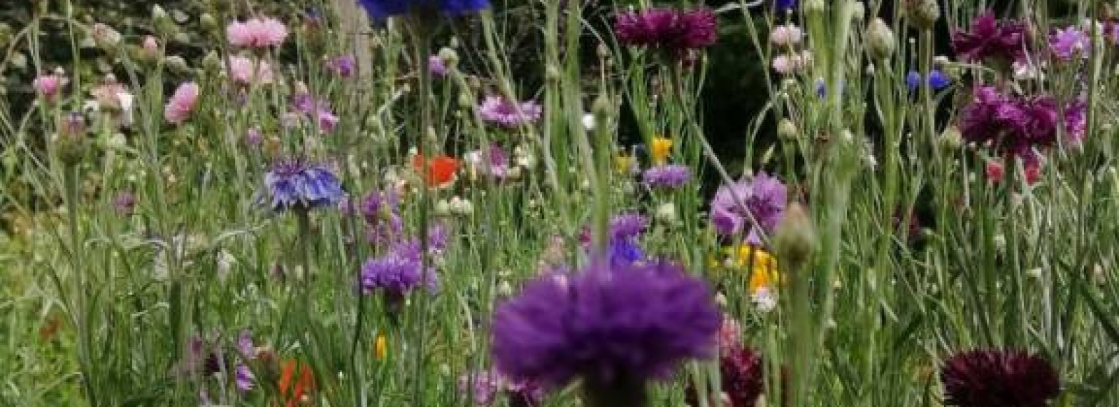 BALADONS NOUS PARMI LES PLANTES SAUVAGES