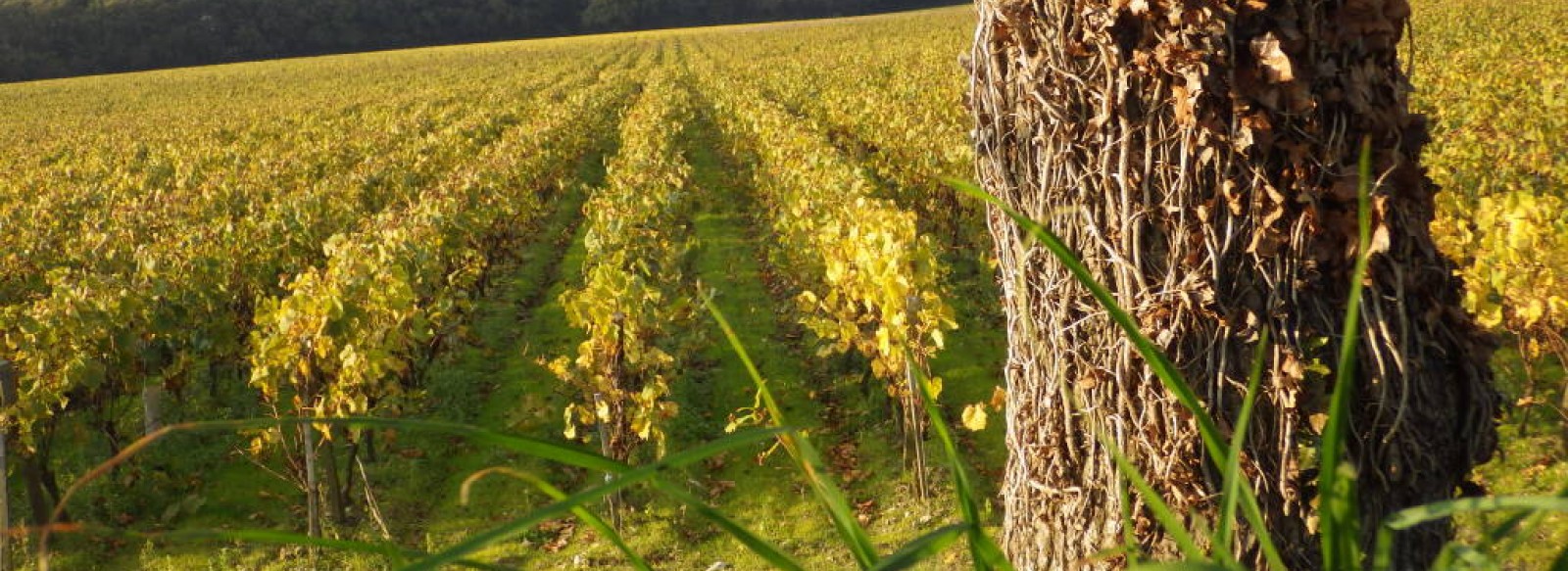 Conference " vin et biodiversite "