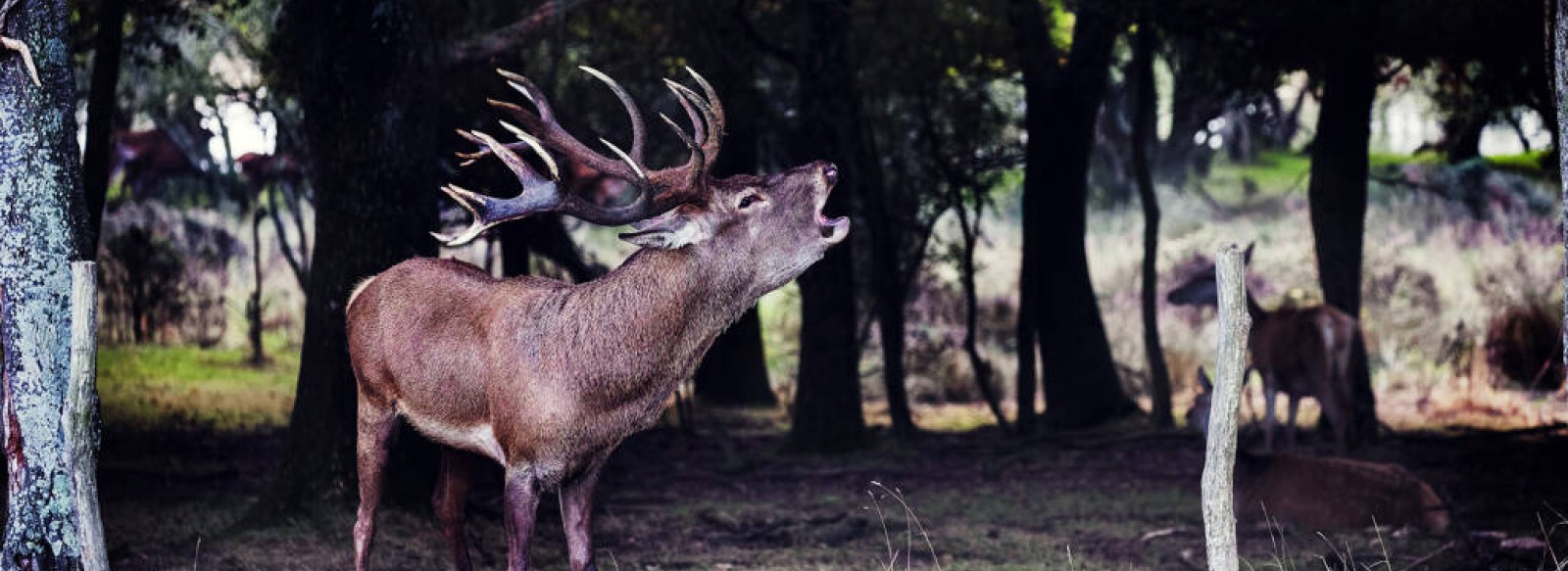 GRANDE SOIREE BRAME DU CERF