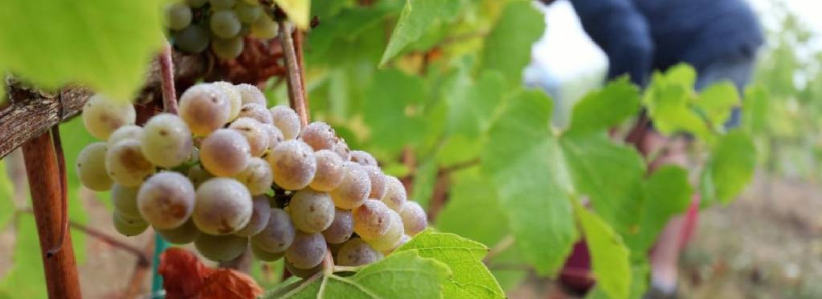 VENDANGEUR D'UN JOUR AU CHATEAU DE PIEGUE